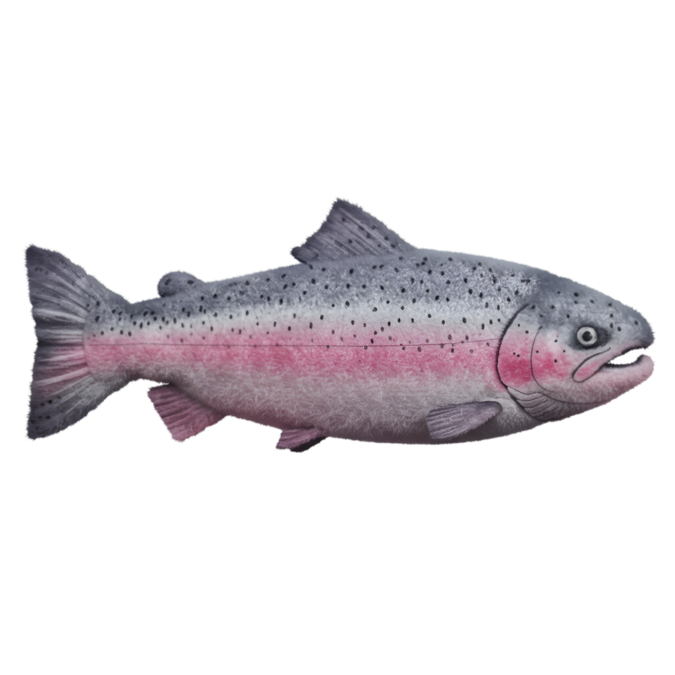 Isolated rainbow trout with pink stripe and spots on a plain setting viewed from its side profile on transparent background png