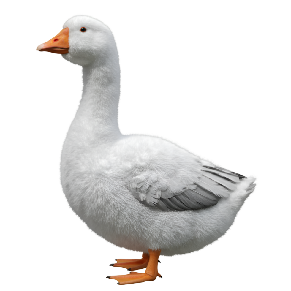 A full body view of a white goose with an orange beak standing on the ground in a neutral setting on transparent background png
