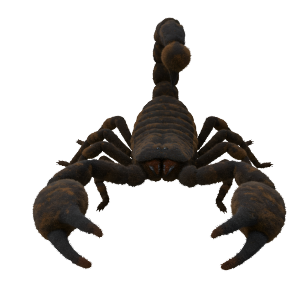 A menacing scorpion with large pincers poised in a defensive stance against an empty space area on transparent background png