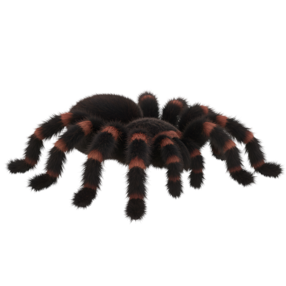 Close up view of a tarantula with orange stripes on its legs against a plain colored backdrop on transparent background png