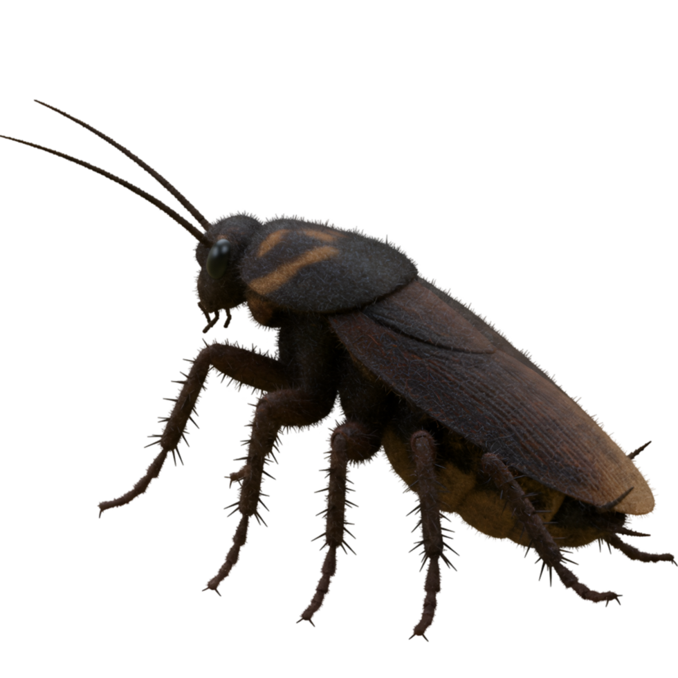 A close up view of a brown cockroach with long antennae standing on a plain transparent surface on transparent background png