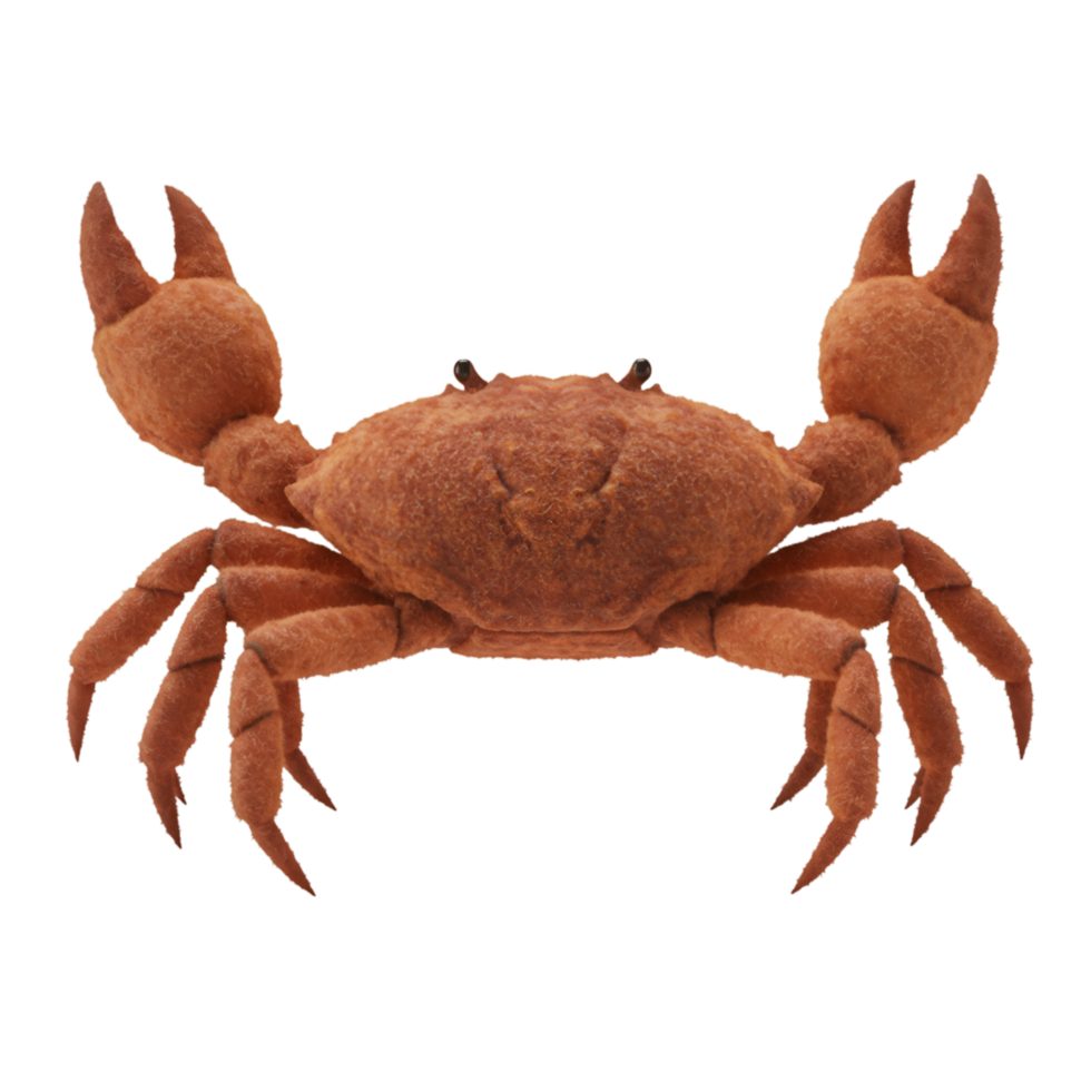 Isolated orange crab with raised claws against a plain backdrop in a frontal close up view image on transparent background png