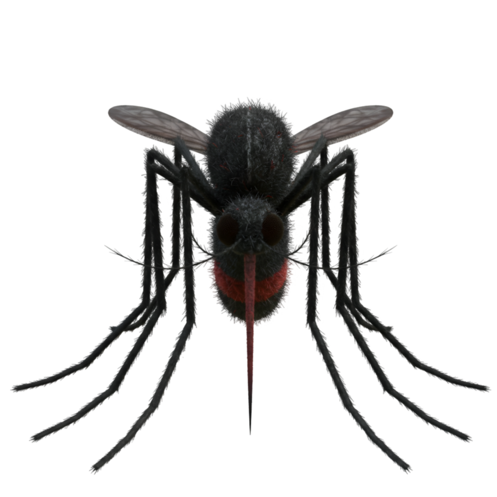A close up view of a mosquito with wings and legs visible on a plain solid color surface area shot on transparent background png