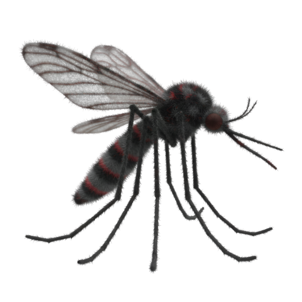A mosquito with translucent wings and striped abdomen standing on its legs in a studio shot view on transparent background png