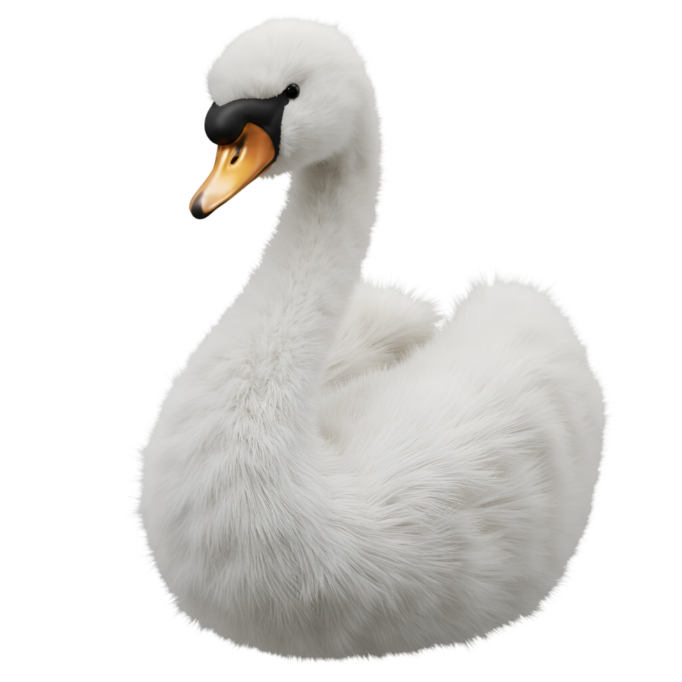 A beautiful white swan with an orange beak resting peacefully against a plain simple surrounding area on transparent background png