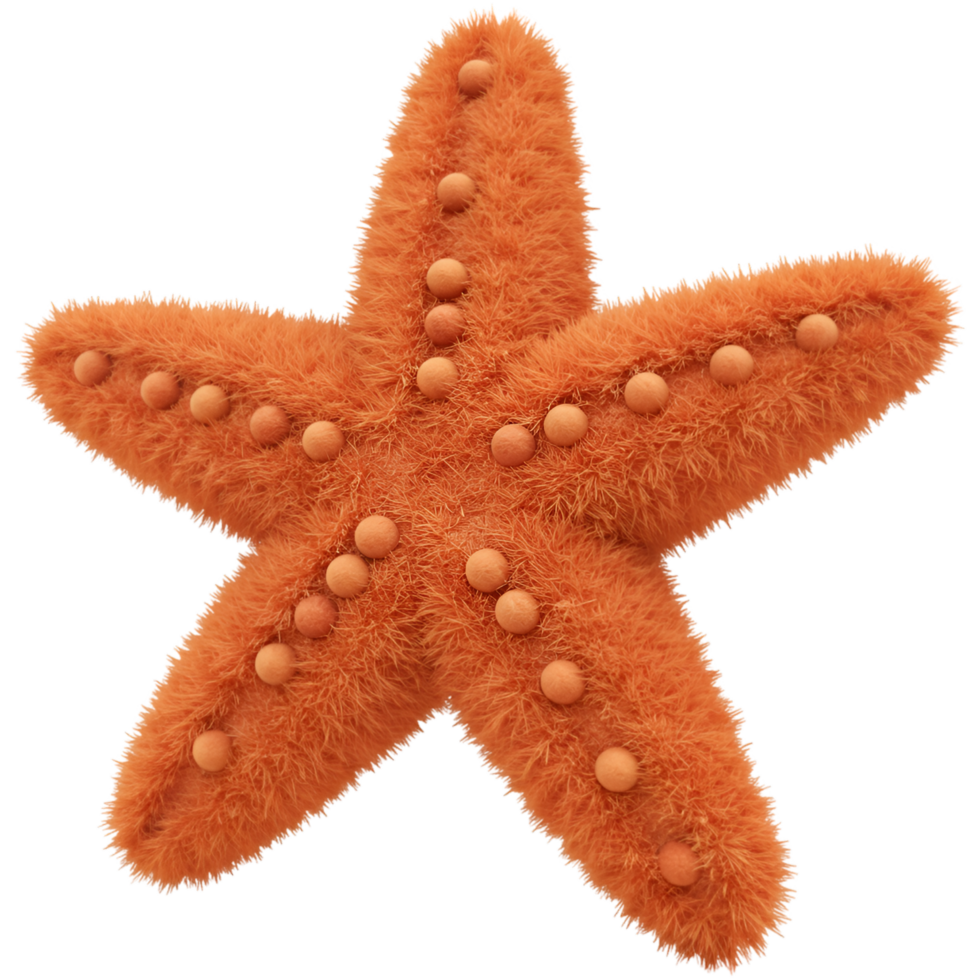 A single orange starfish with small round spheres covering its surface against a plain backdrop view close up on transparent background png