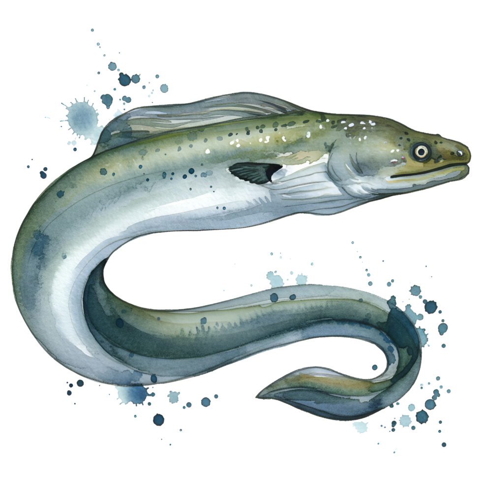 Watercolor painting of a sinuous eel with subtle coloration and aquatic splashes surrounding the fish on transparent background png
