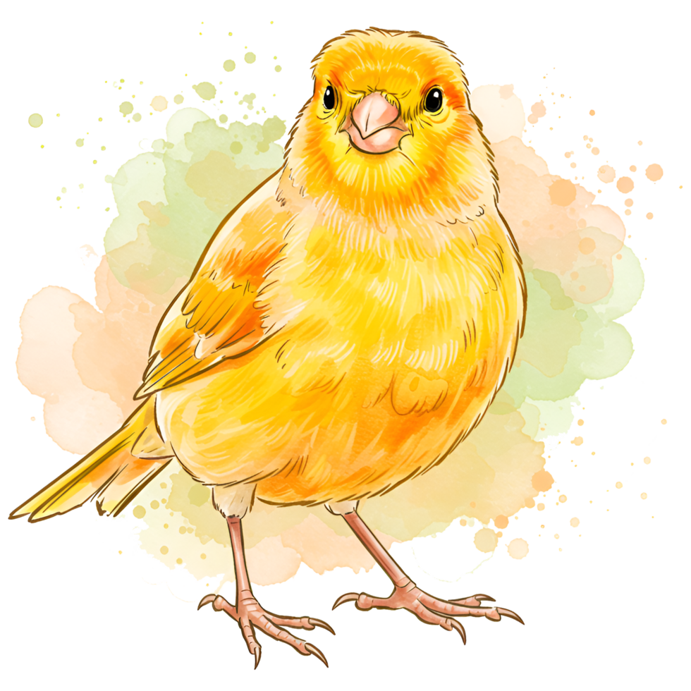 Watercolor drawing of a bright canary bird standing with a splash of color behind it artfully done on transparent background png