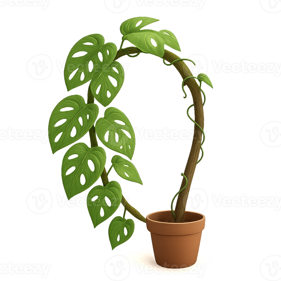 Simple Monstera Plant Climbing Through an Archway in a Pot png