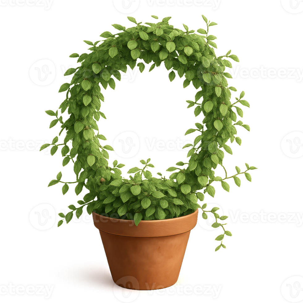 Ficus Arch with Climbing Plants in a Simple Pot Design png