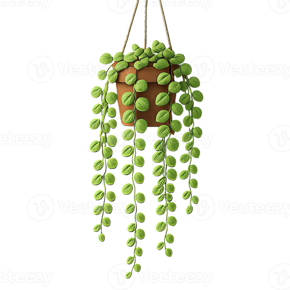 Hanging Plant Display of Dischidia Nummularia in a Simple Pot png