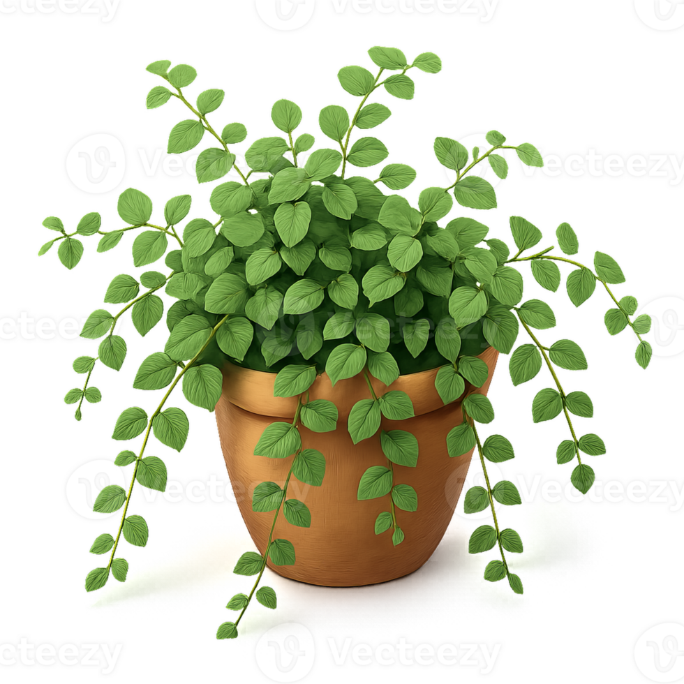 Lush Creeping Fig Plant in a Simple Terracotta Pot Display png