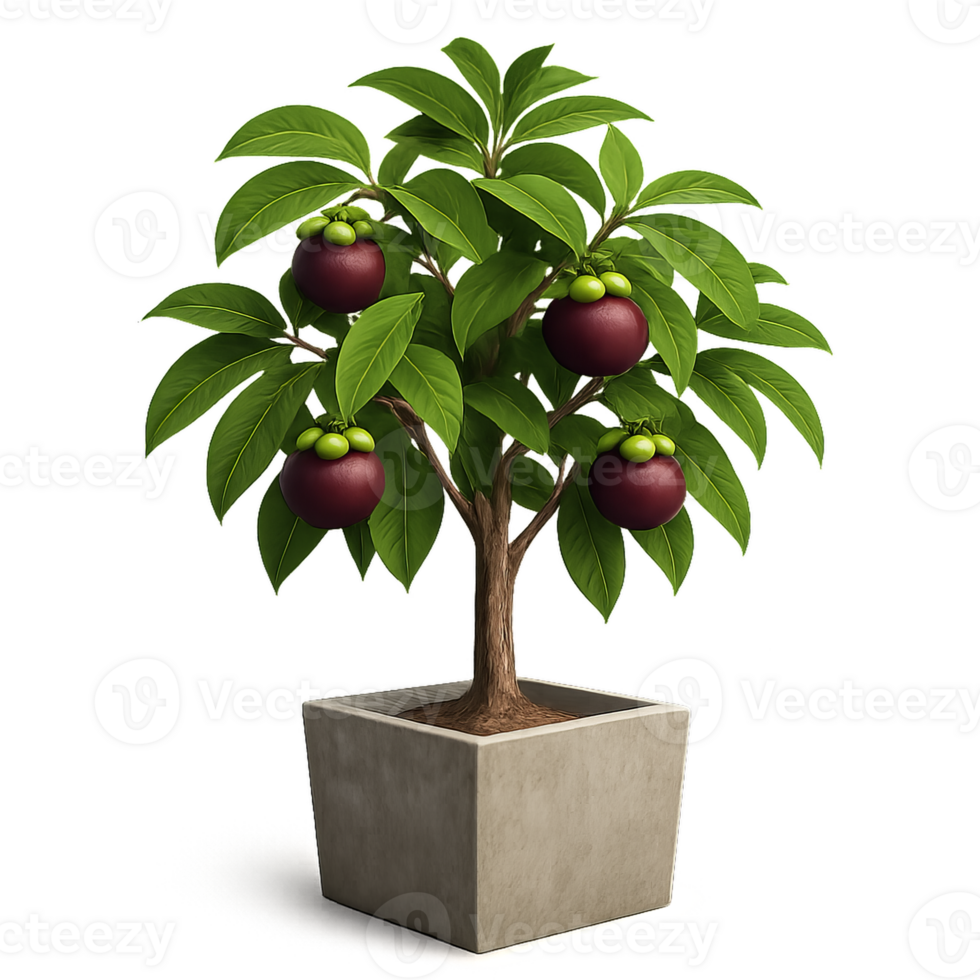 Mangosteen Plant Growing in Simple Cement Pot with Lush Leaves png
