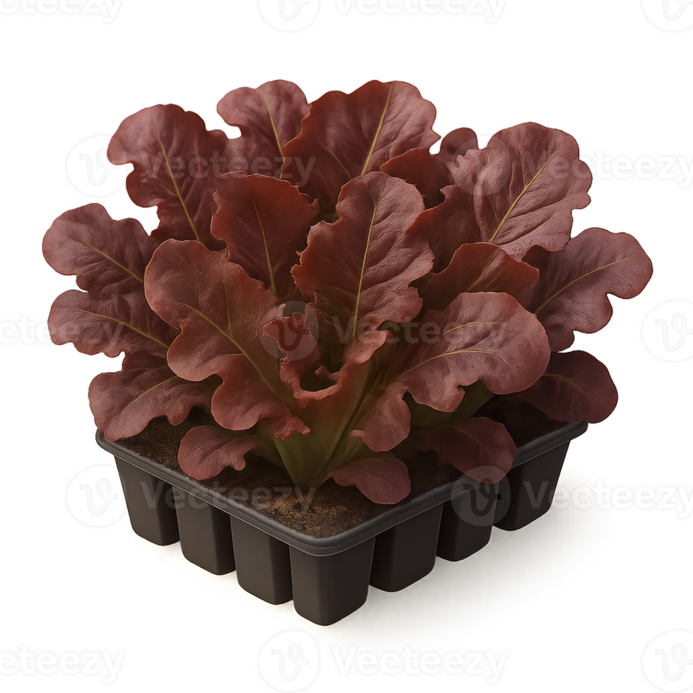Realistic 3D Red Lettuce in Tray for Fresh Vegetable Displays png