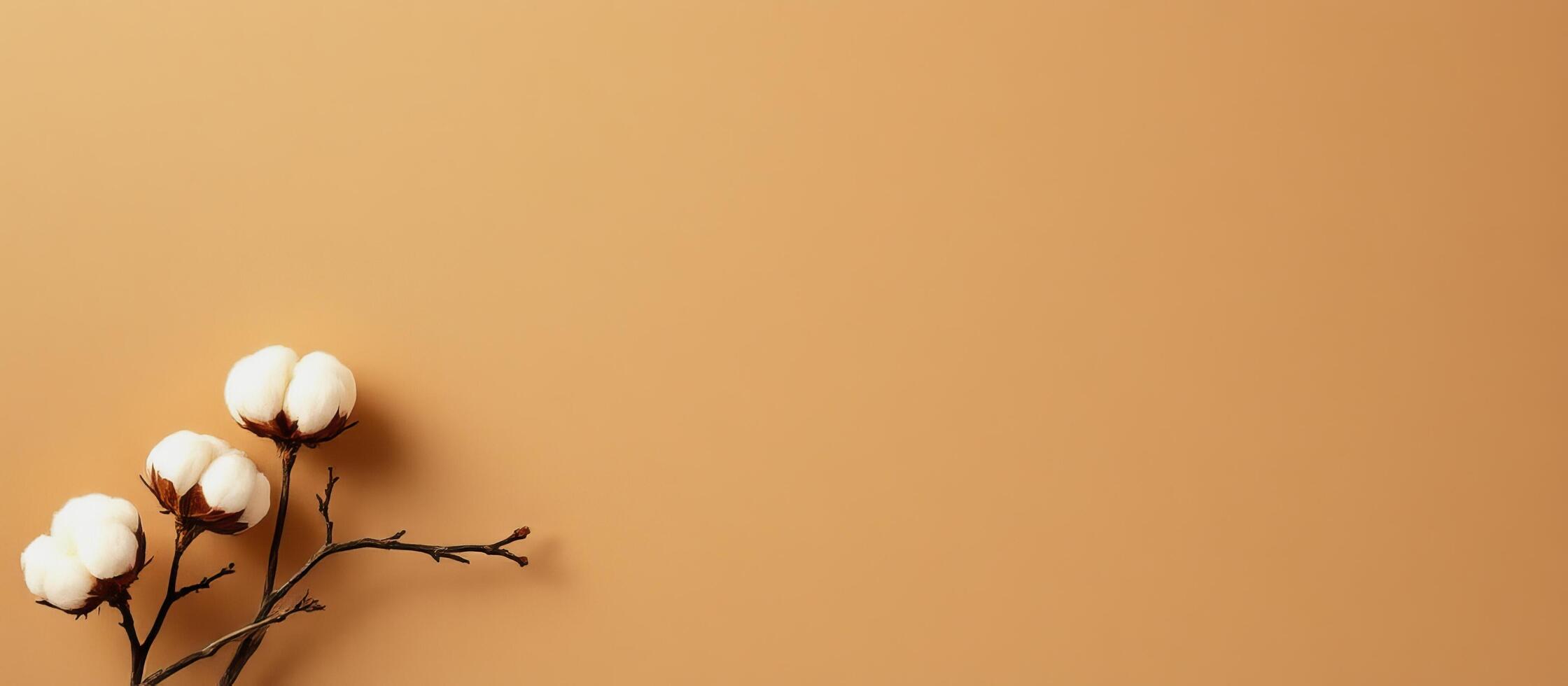 Cotton branch with white fluffy bolls on warm beige background creating calm natural scene photo