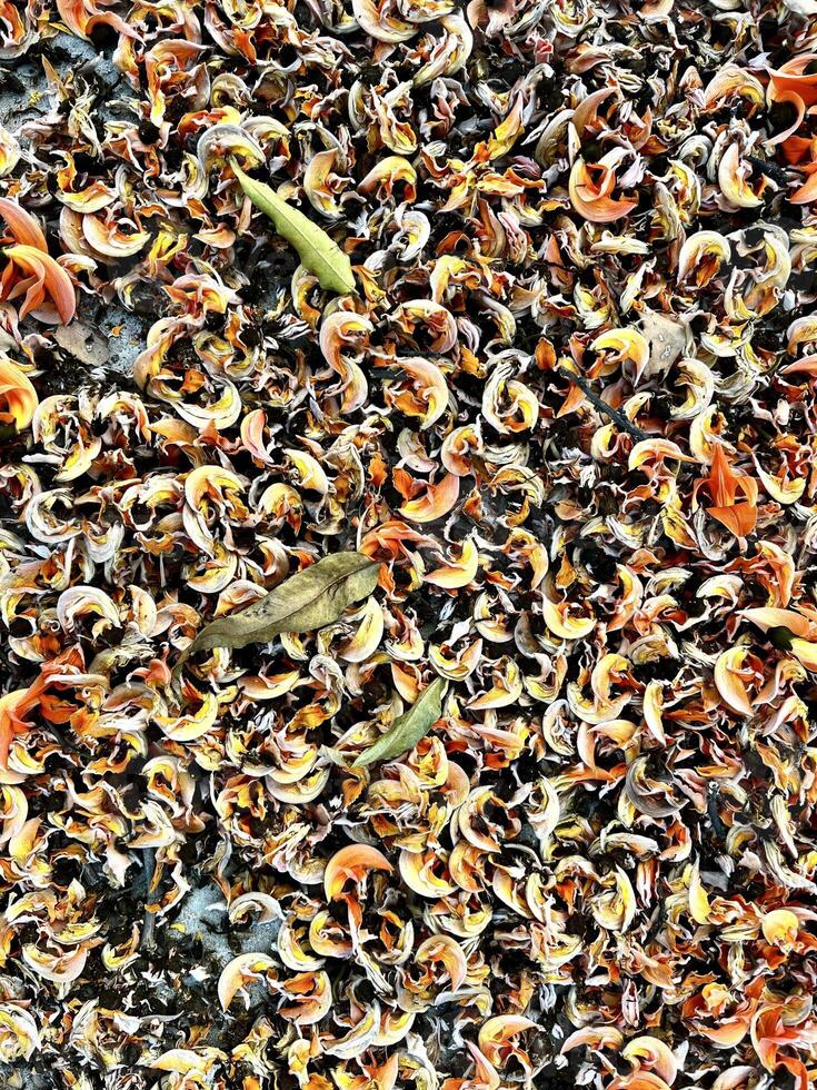 A beautiful background is created from the fallen Palash flowers. photo
