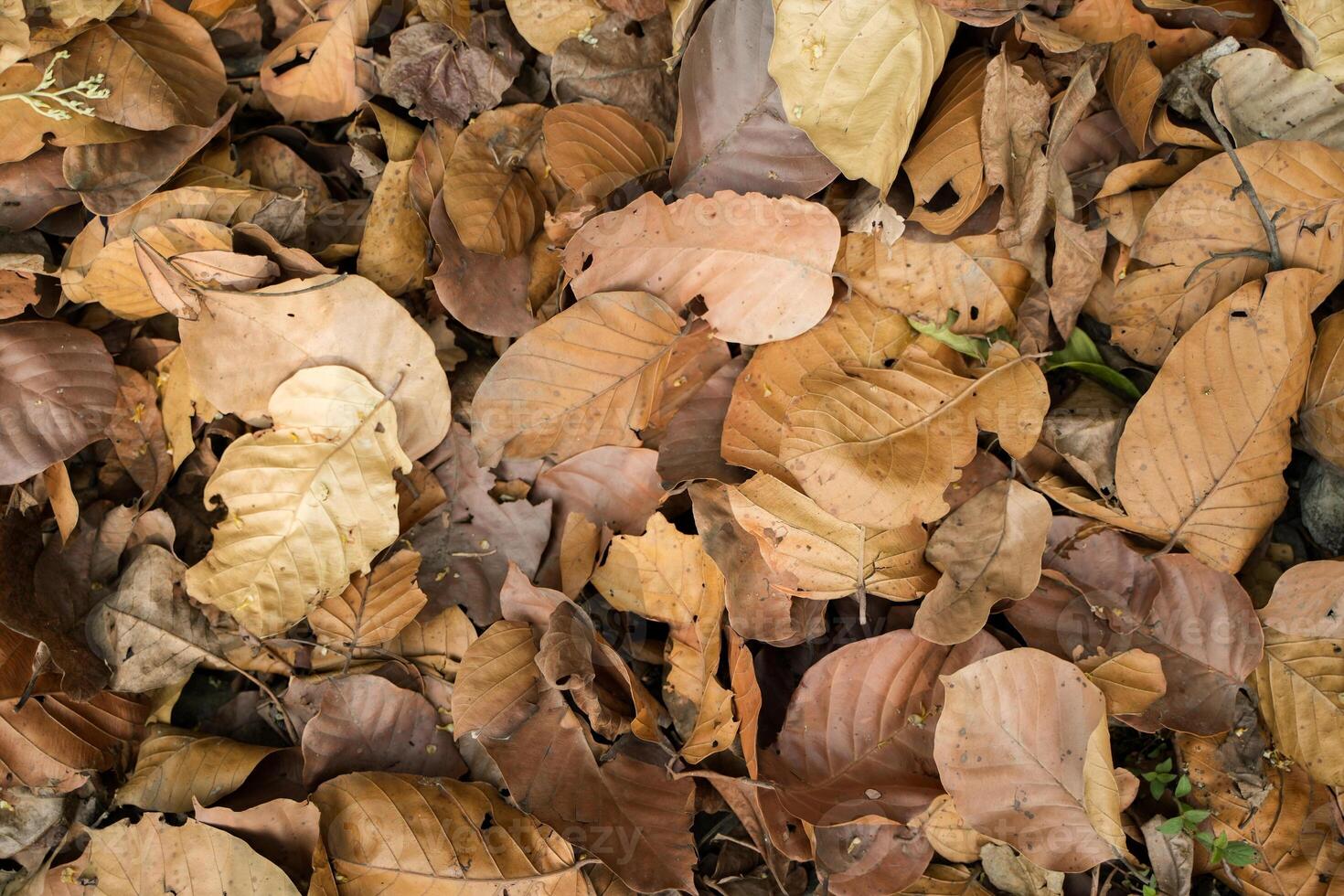 In the spring, all the leaves on the trees have fallen and dried up. photo