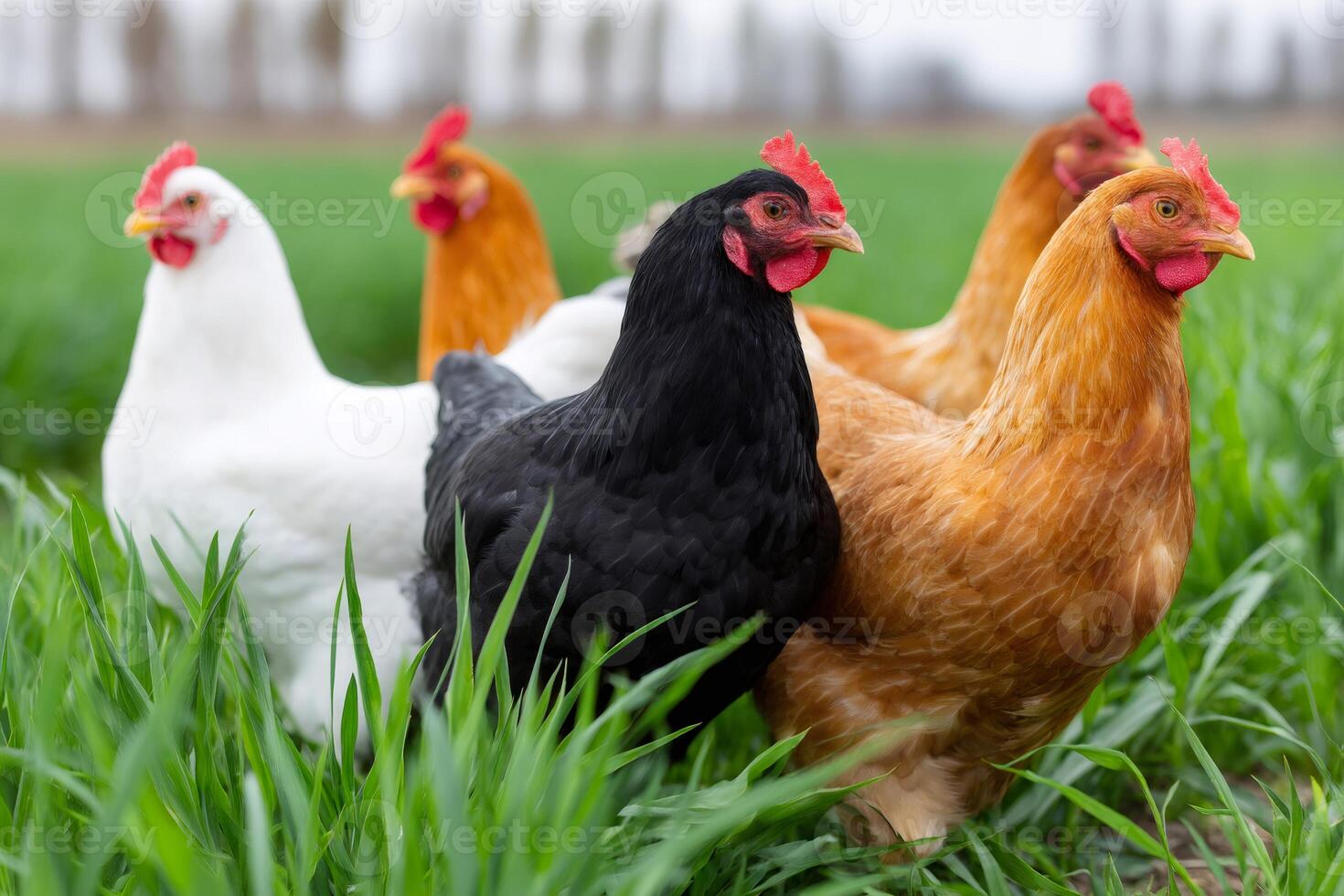 Colorful chickens grazing in green pasture photo