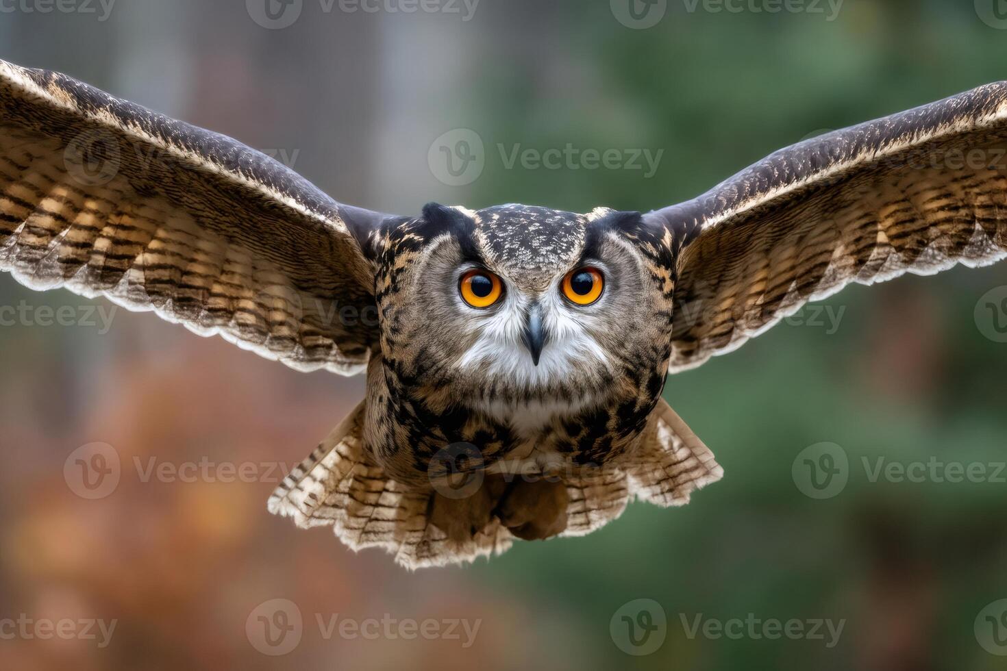 Eurasian eagle owl flying with wide open wings and intense gaze photo