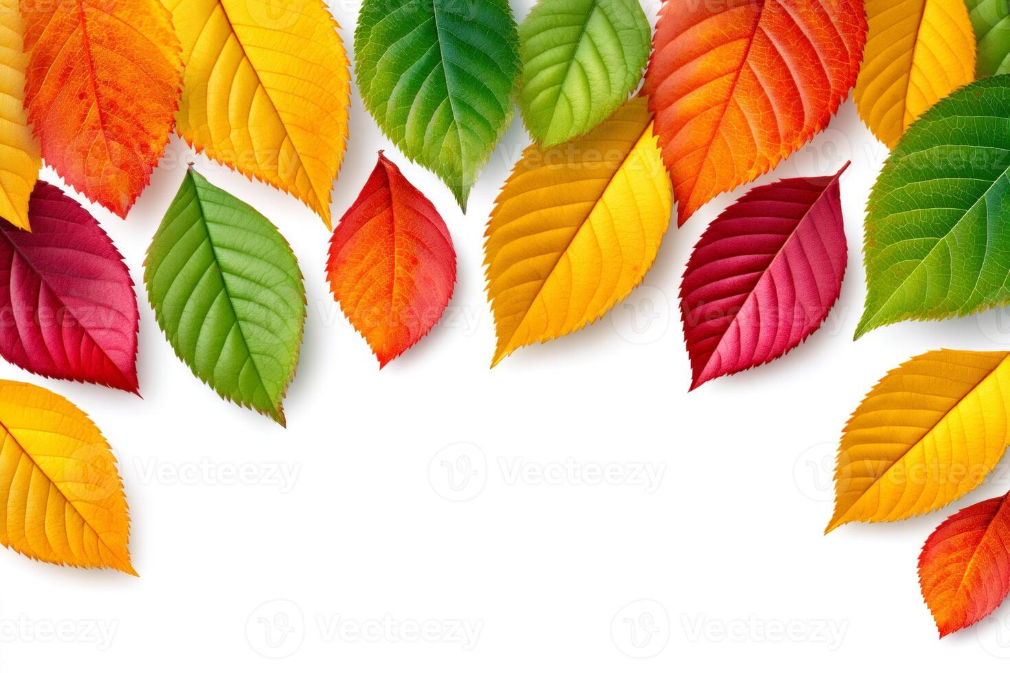 Colorful autumn leaves creating a vibrant border on white background. . photo