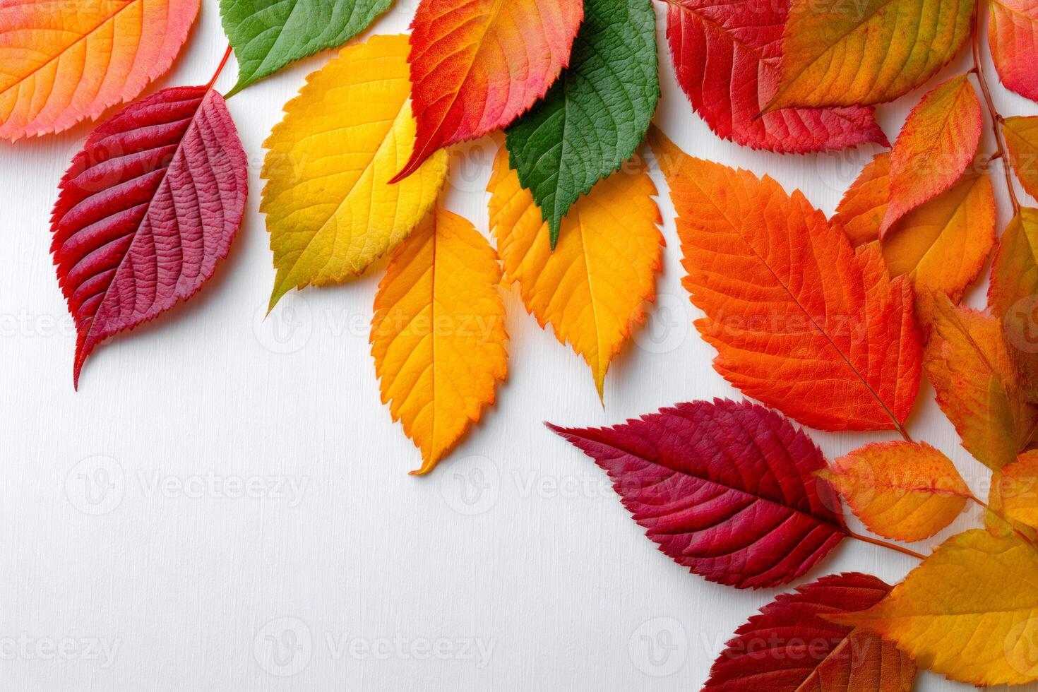 Colorful autumn leaves arranged on white wooden background creating fall themed border photo