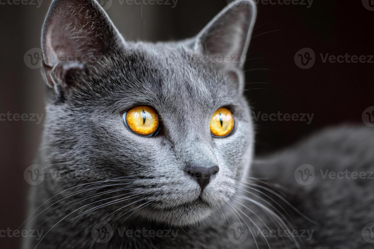 Gray cat with intense yellow eyes showing curiosity photo