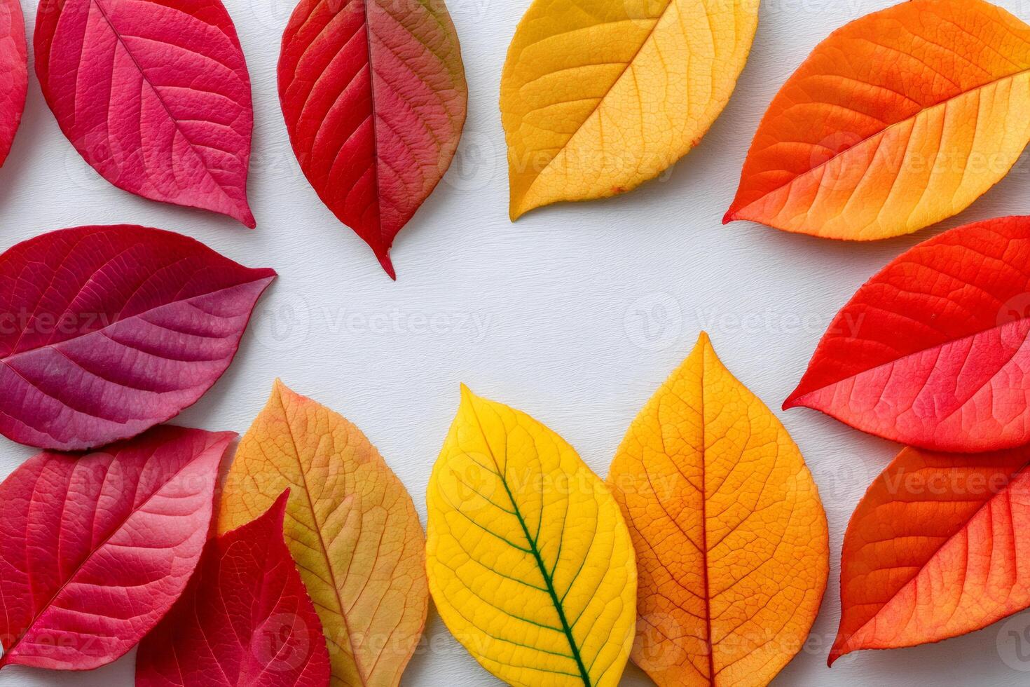Colorful autumn leaves forming a circle on white background photo