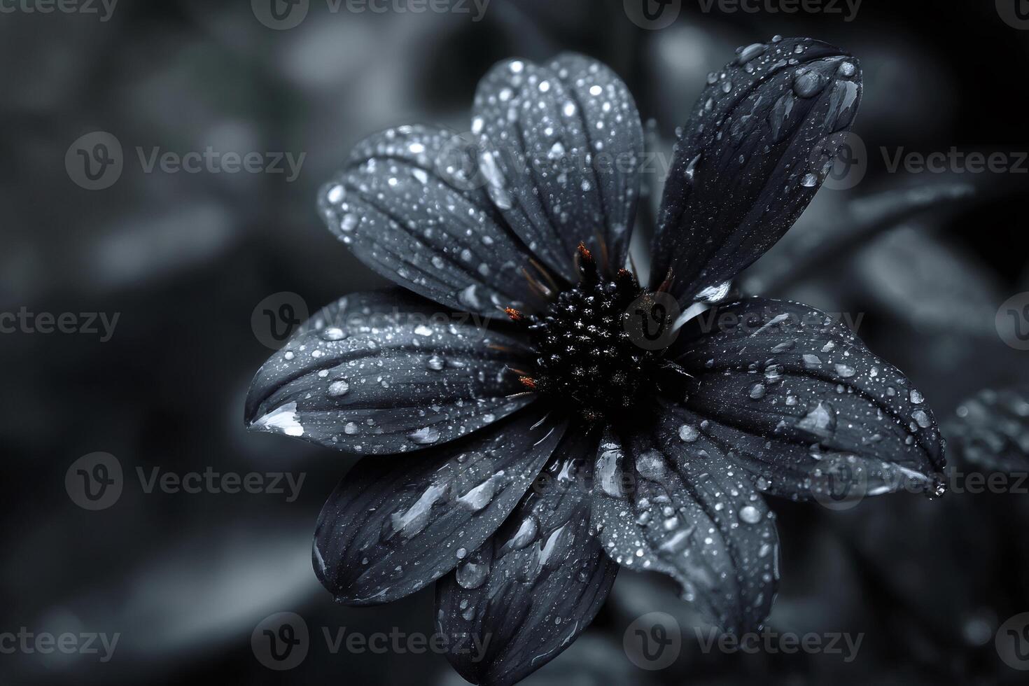 Dark moody flower covered in dew drops in black and white photo