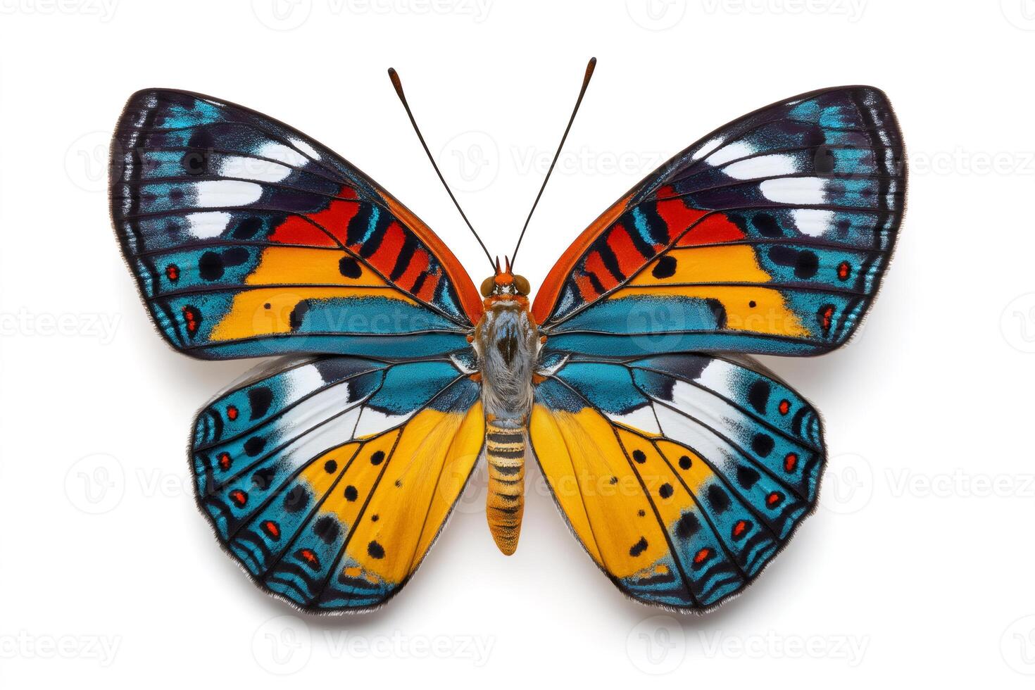 Colorful butterfly wings showing intricate patterns on white background photo