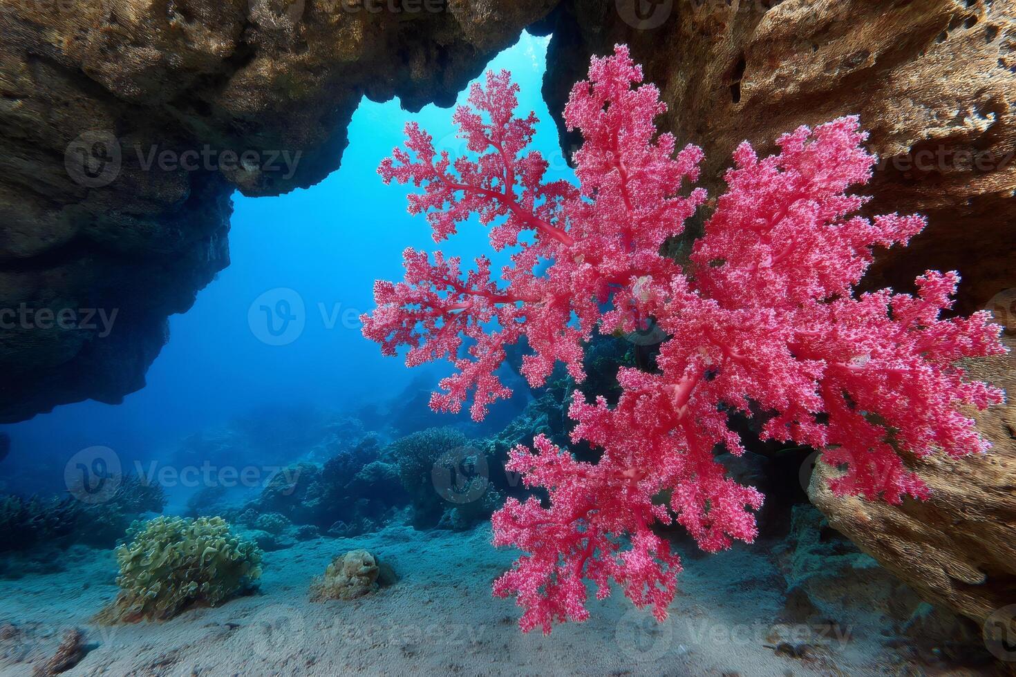 Vibrant pink soft coral growing from a rocky outcrop in the ocean depths photo