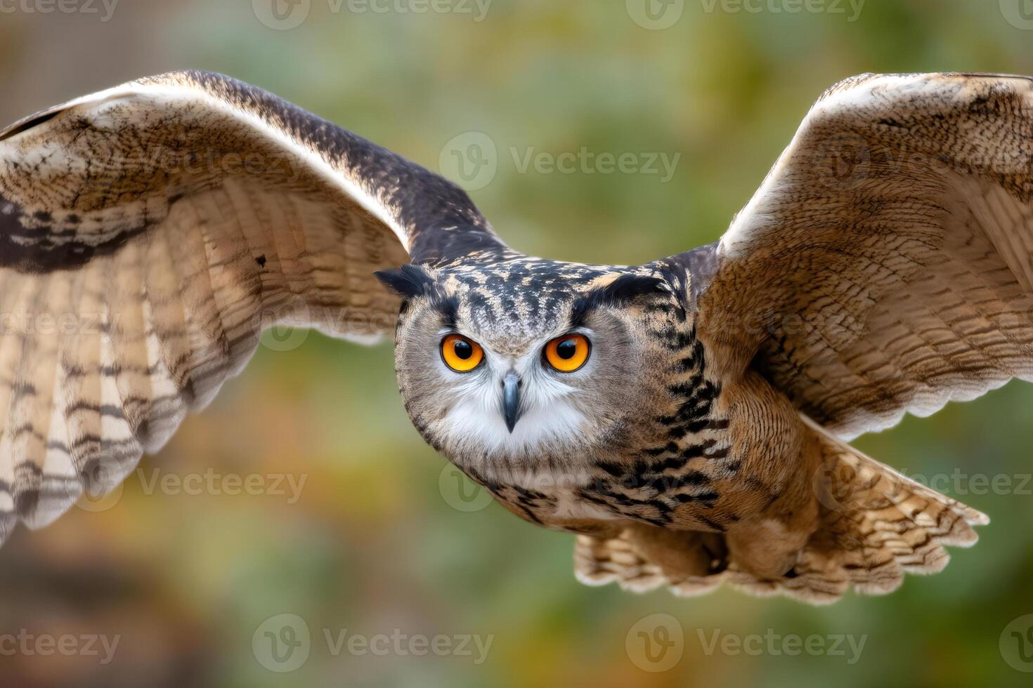 Eurasian eagle owl flying with wide open wings and intense gaze.. photo