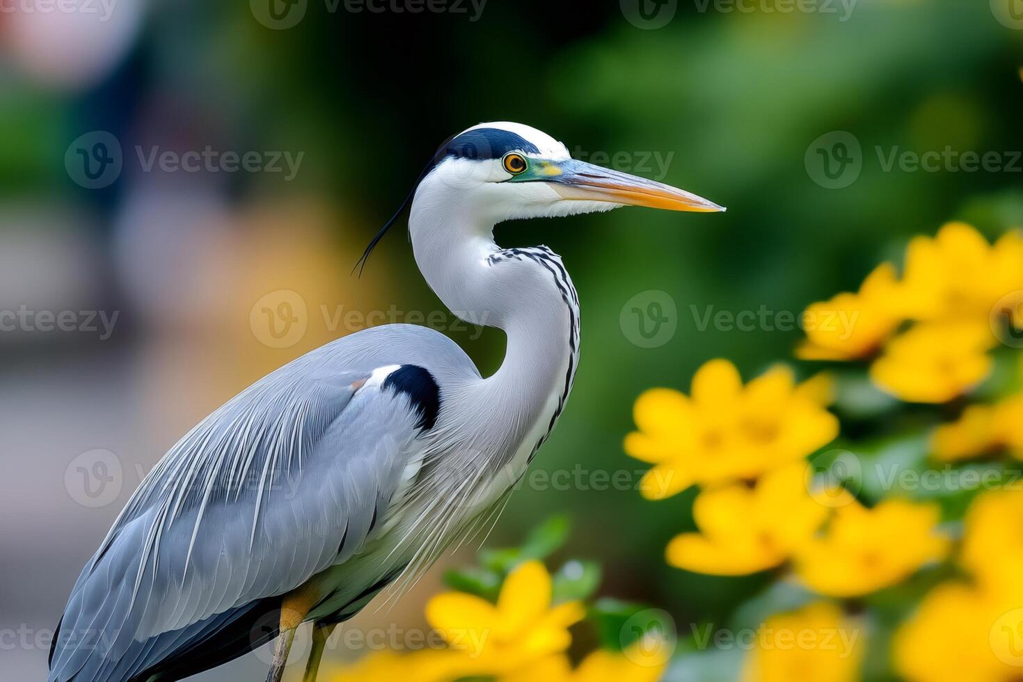 Grey heron standing in front of yellow flowers photo