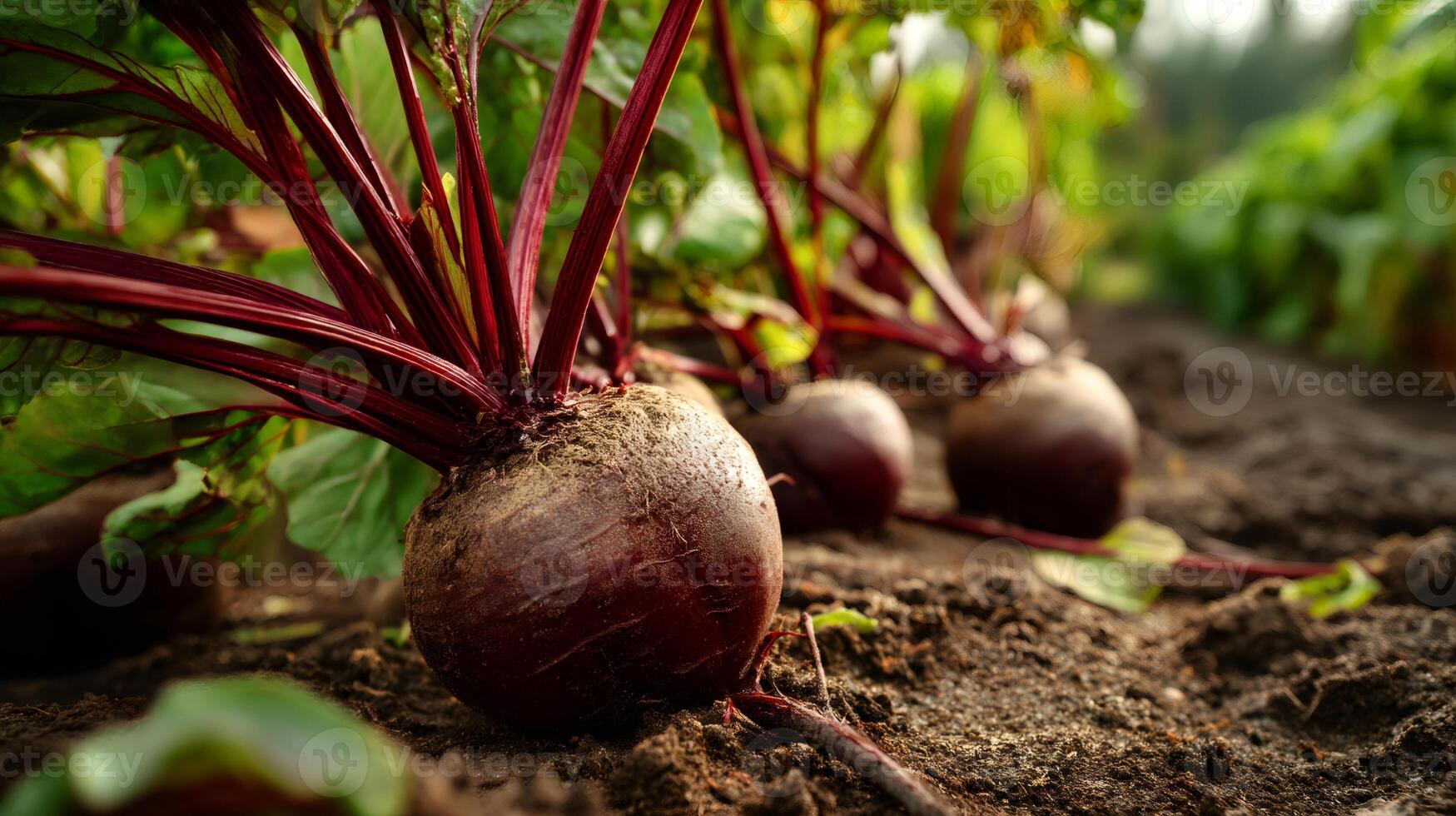 Fresh beetroots growing in fertile soil on farmland photo