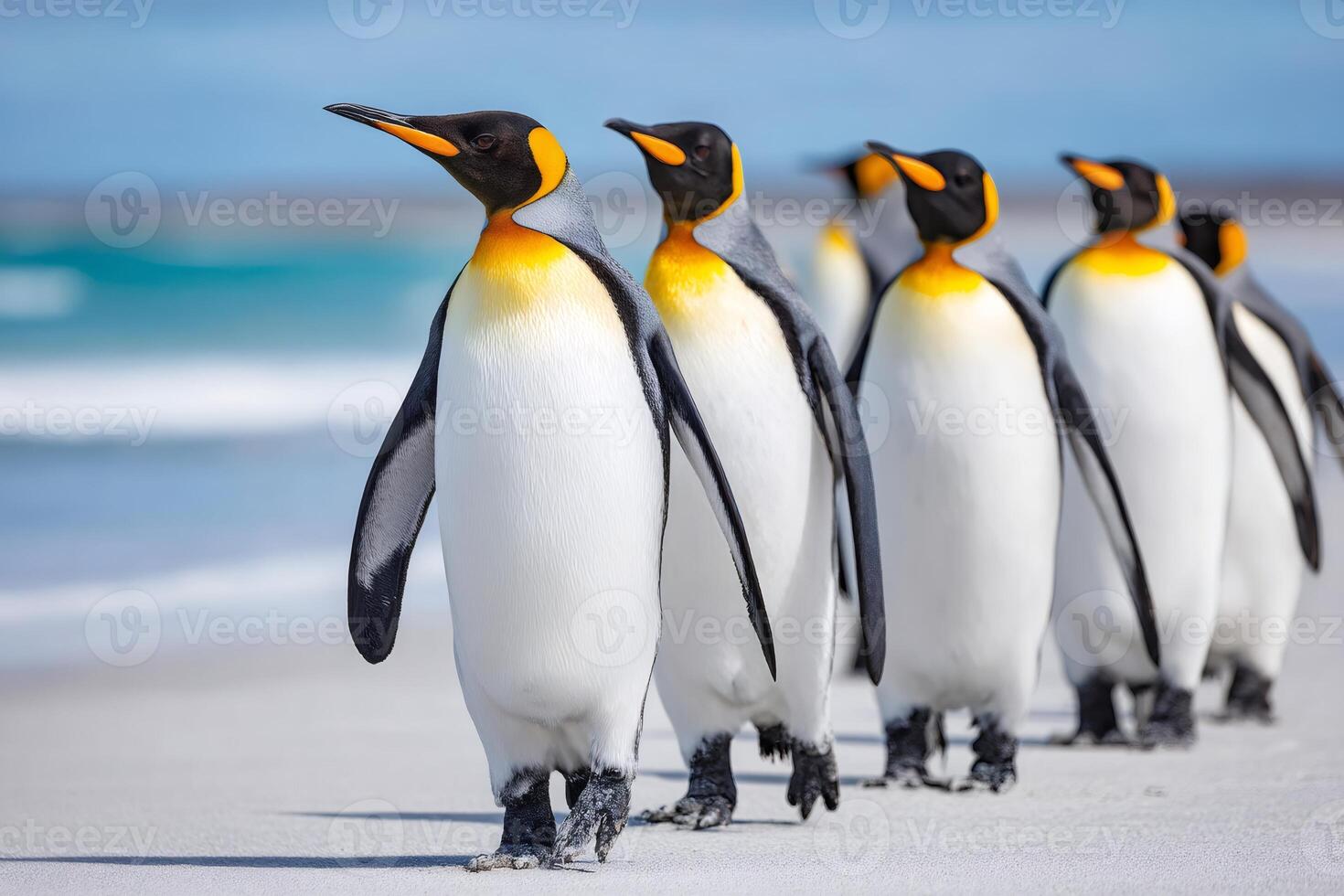 King penguins walking on sandy beach near ocean waves photo