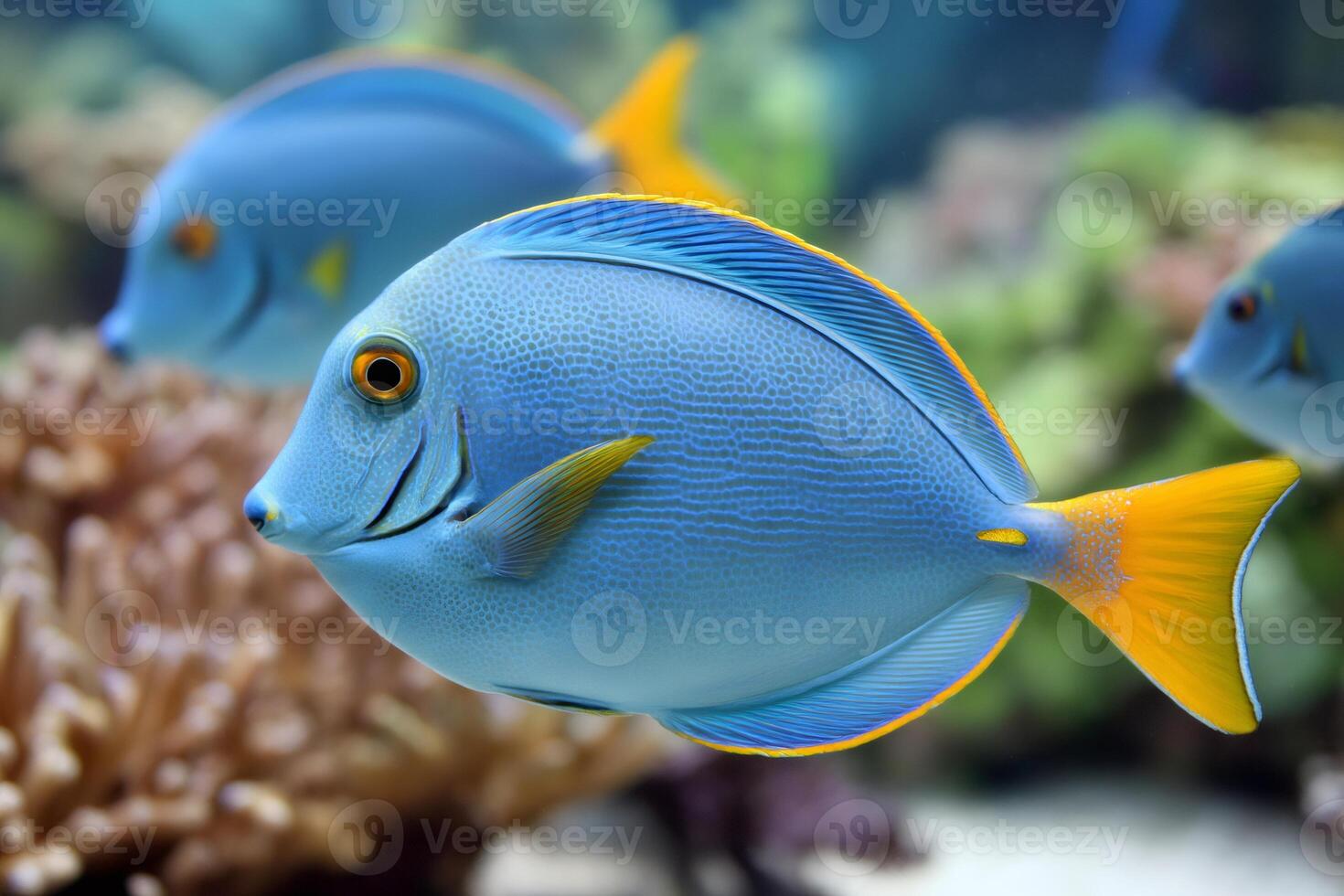 Powder blue tang fish swimming in aquarium with coral reef photo