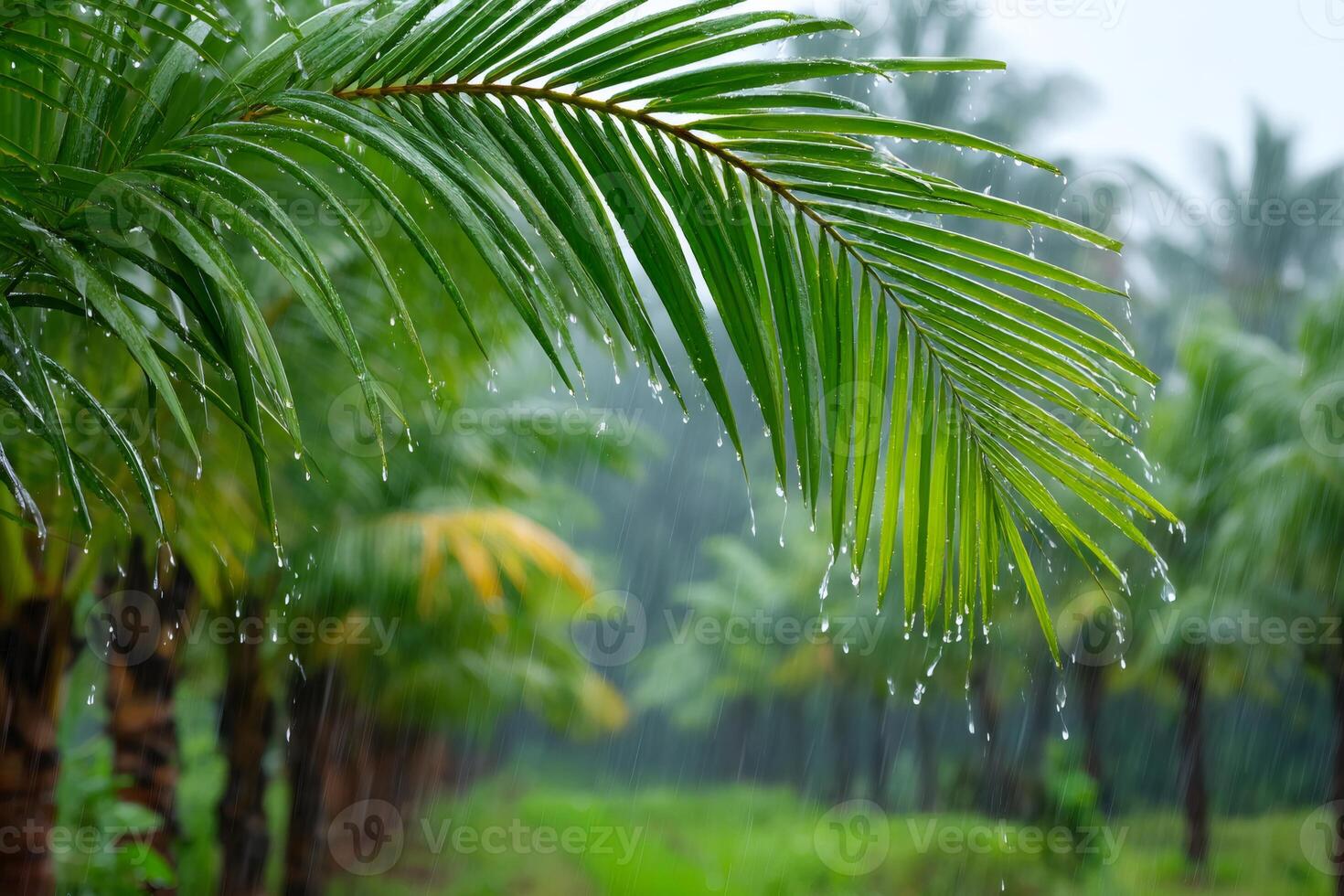 Tropical rain falling on palm tree leaf in lush green plantation photo