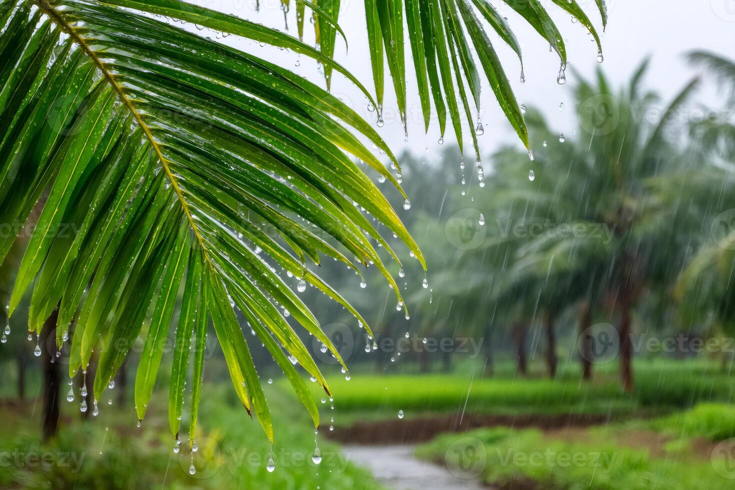Rain falling on lush green palm leaf in tropical paradise photo