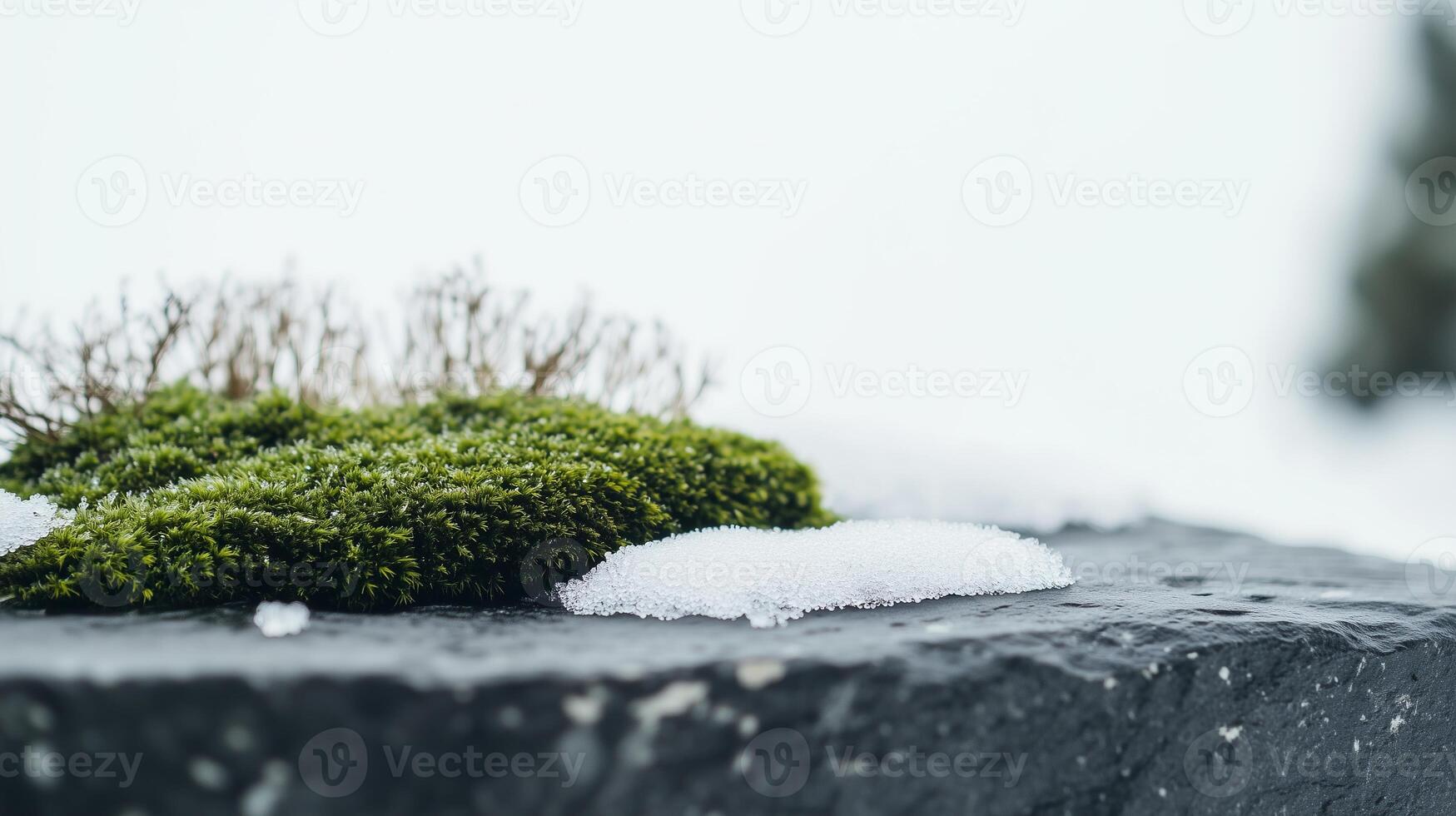 A small green plant sitting on top of a rock photo