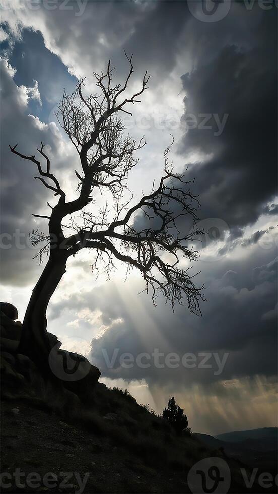 Silhouette of a bare tree against a dramatic sky with sun rays photo