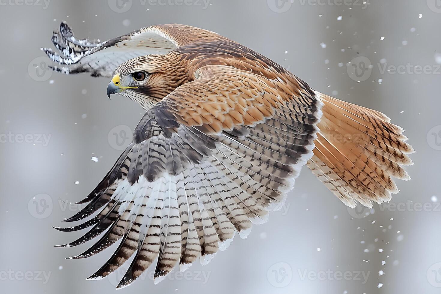 Majestic Hawk in Flight with Snowflakes Gracefully Surrounding its Wings photo