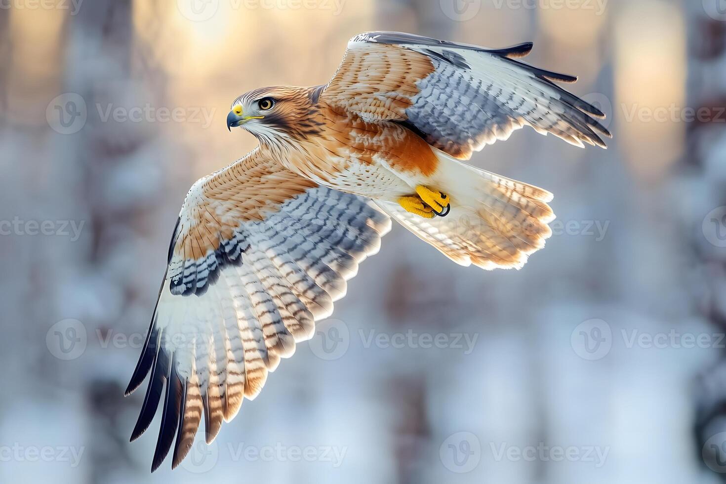 Majestic Hawk in Flight Against a Winter Forest Backdrop for Wildlife Photography photo