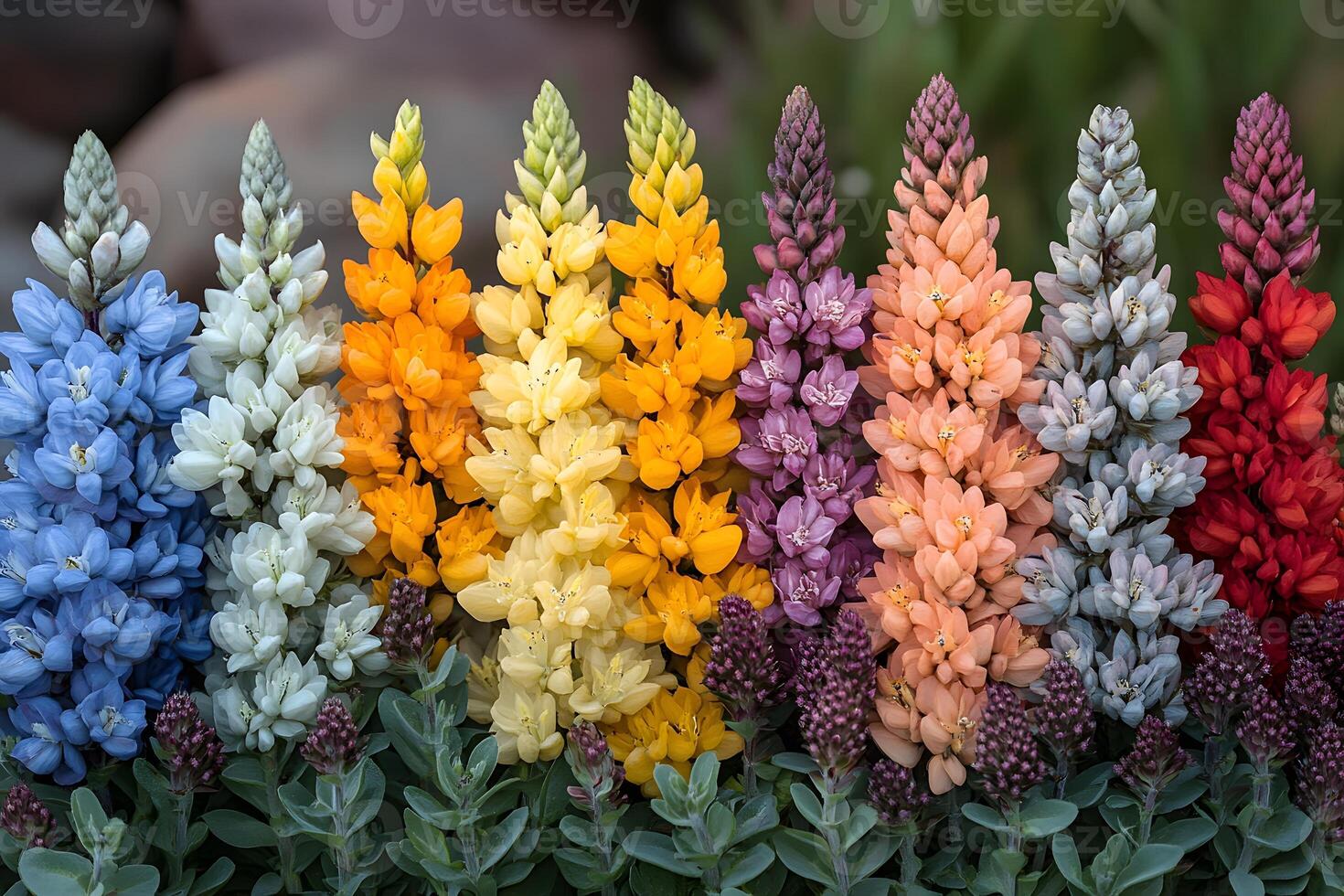 Vibrant Lupine Flower Spectrum in Garden Setting for Nature Photography photo