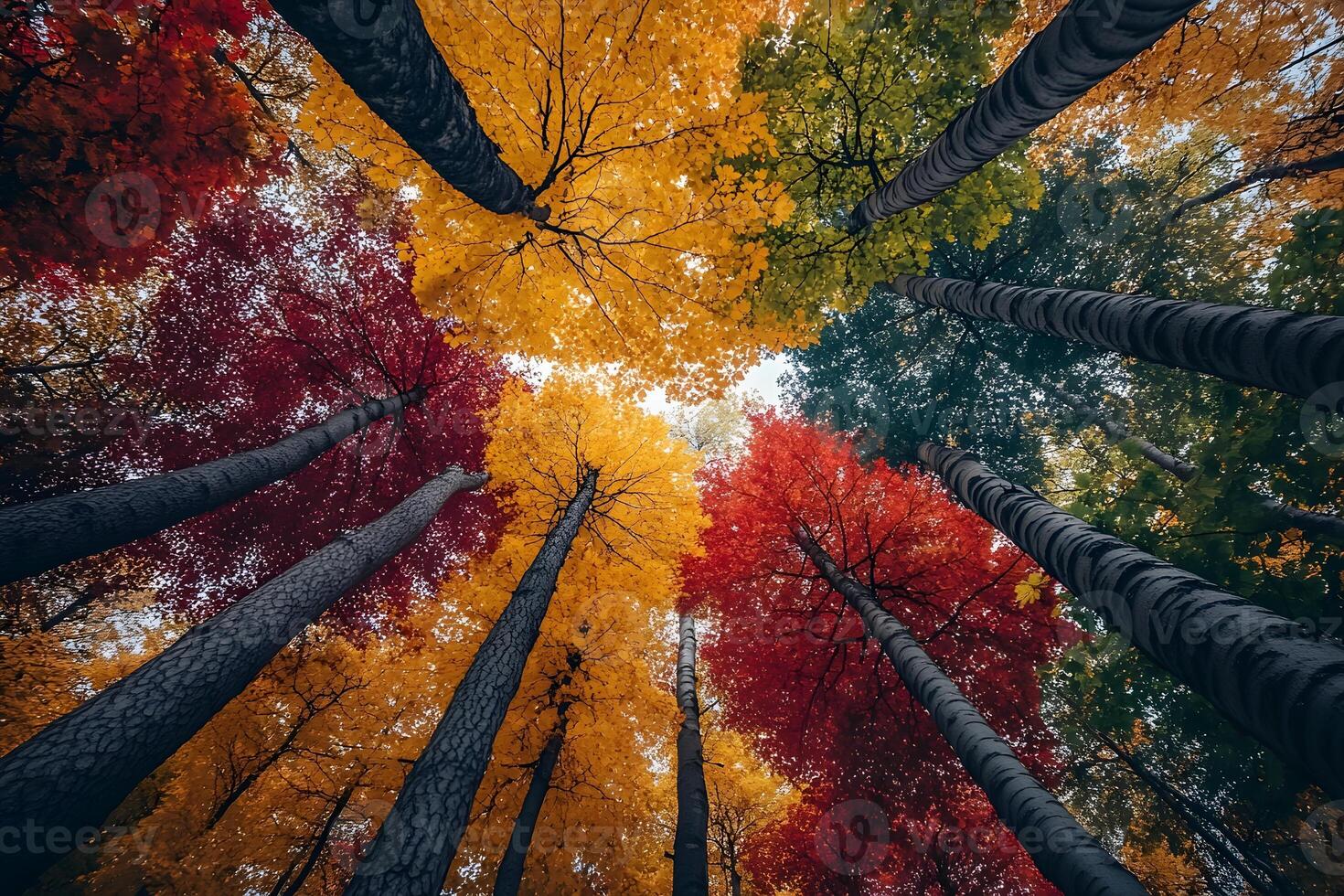 Vibrant Autumn Forest Canopy with Colorful Foliage for Nature Posters and Designs photo