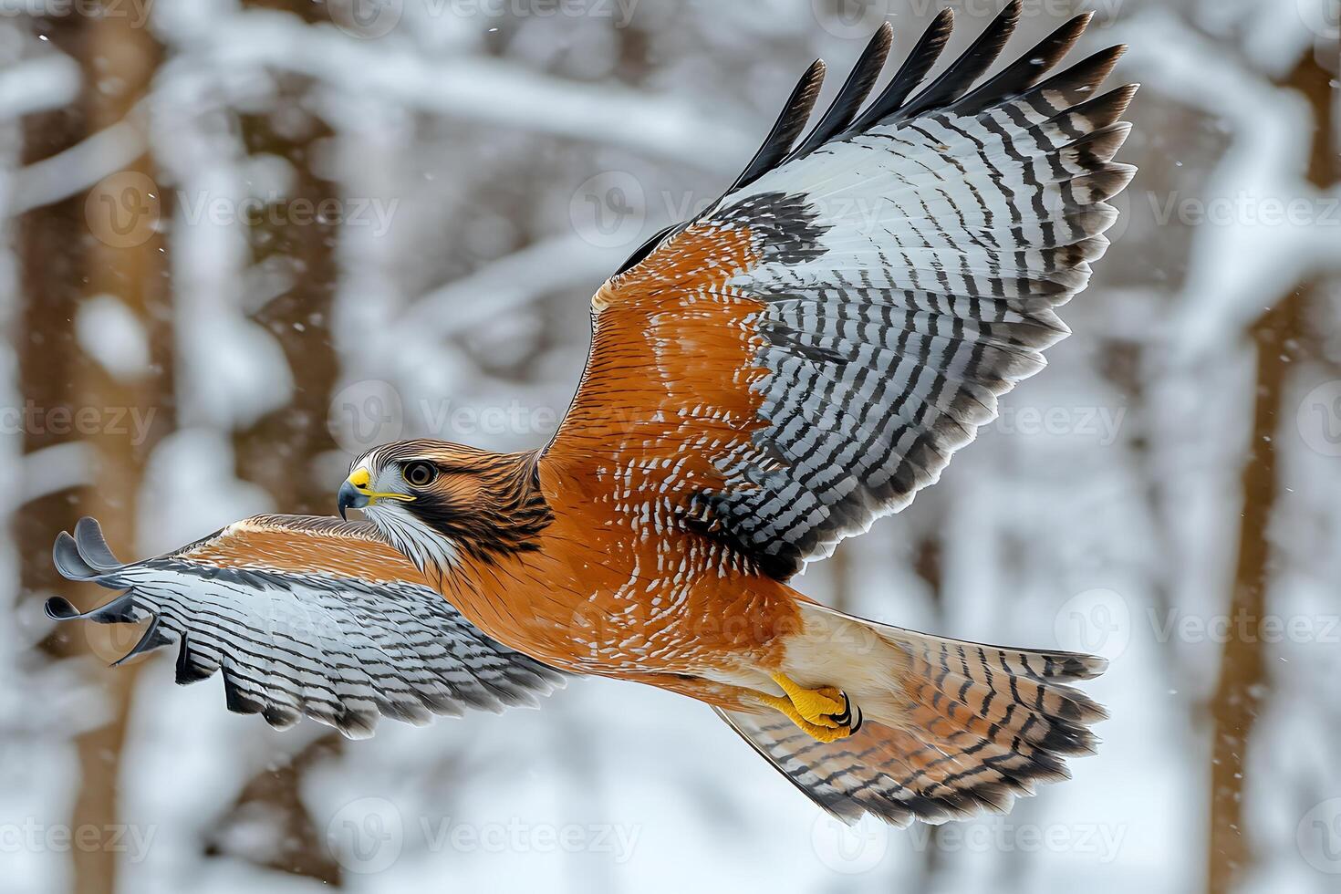 Majestic Hawk Flying Through Snowy Forest Landscape photo