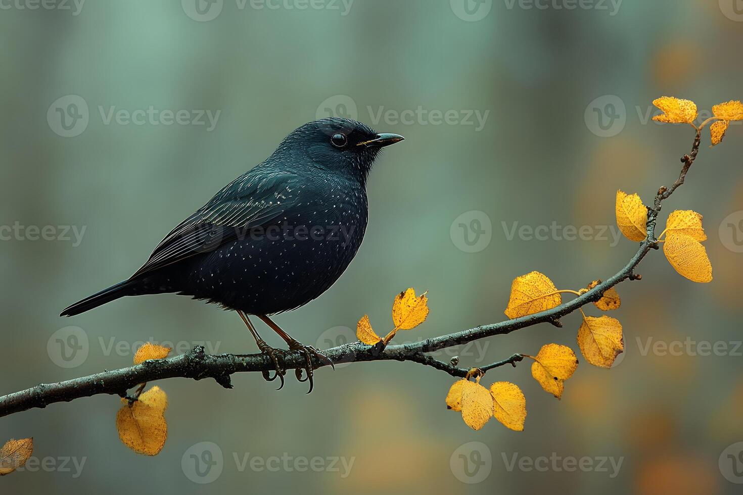 Solitary Black Bird on Branch with Autumn Leaves - Nature and Wildlife Photography photo