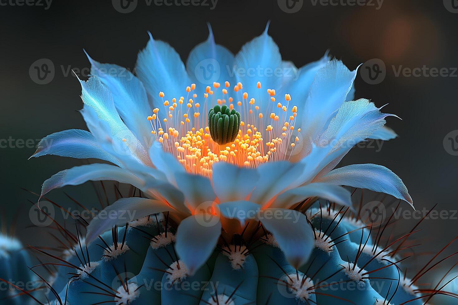 Vibrant Blue Cactus Blossom with Central Green Stamen in Desert Scene photo