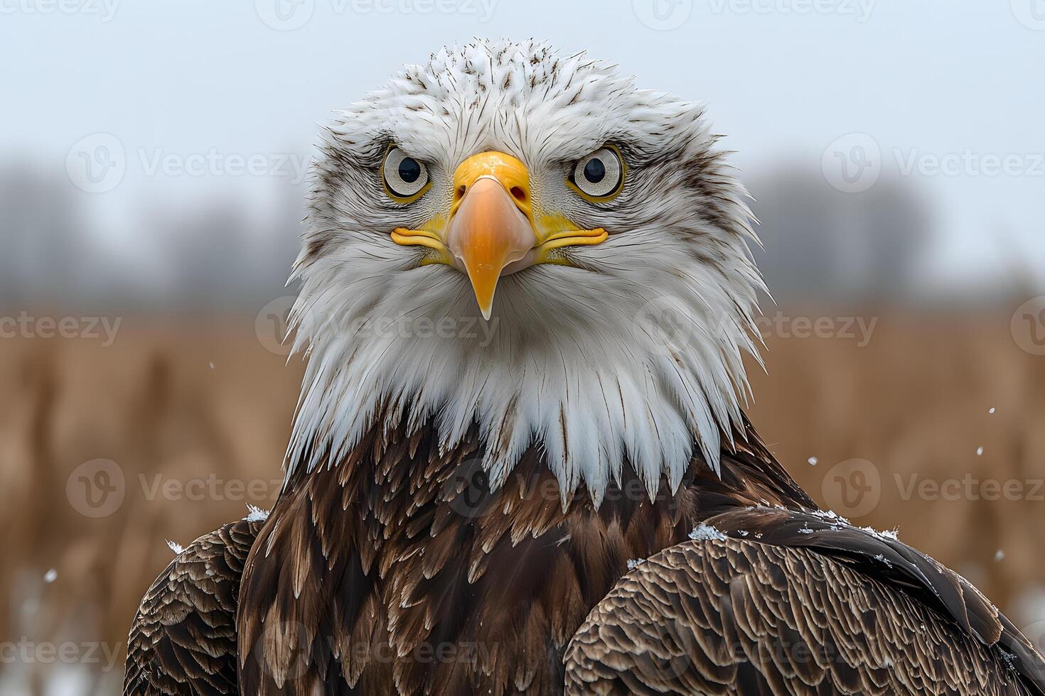 Majestic Bald Eagle Portrait in Natural Habitat for Wildlife Poster or Conservation Design photo