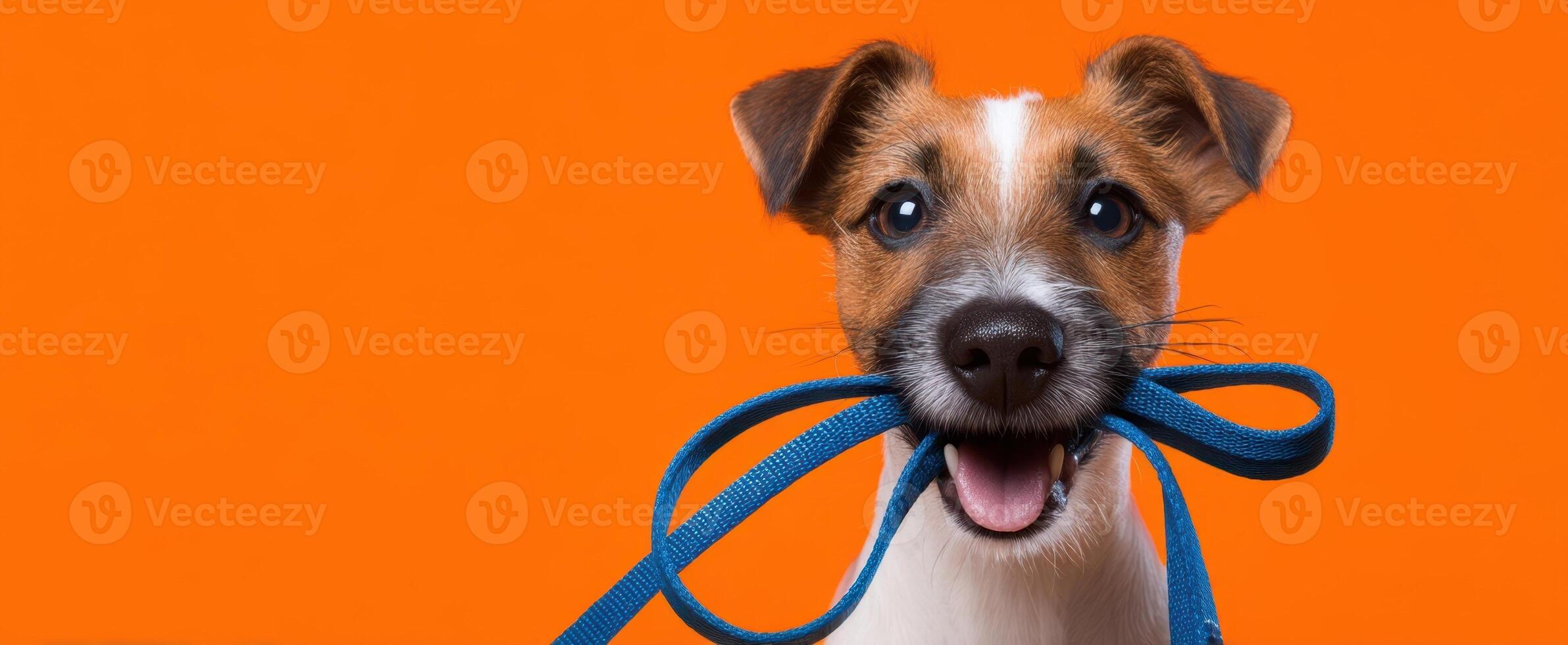 The cheerful puppy holding a leash against a vibrant orange backdrop. photo