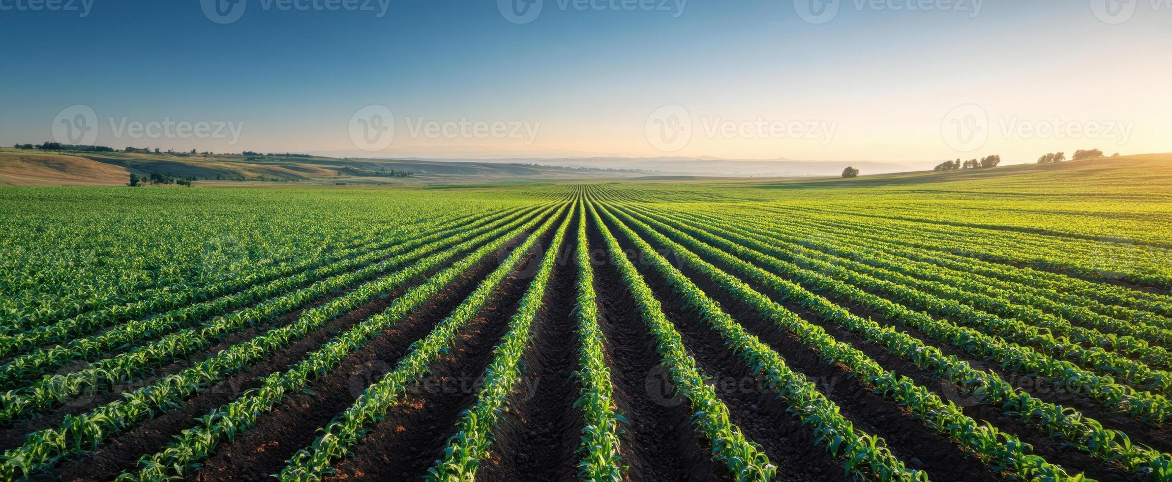 The expansive green fields showcasing rows of thriving crops under a clear sky. photo