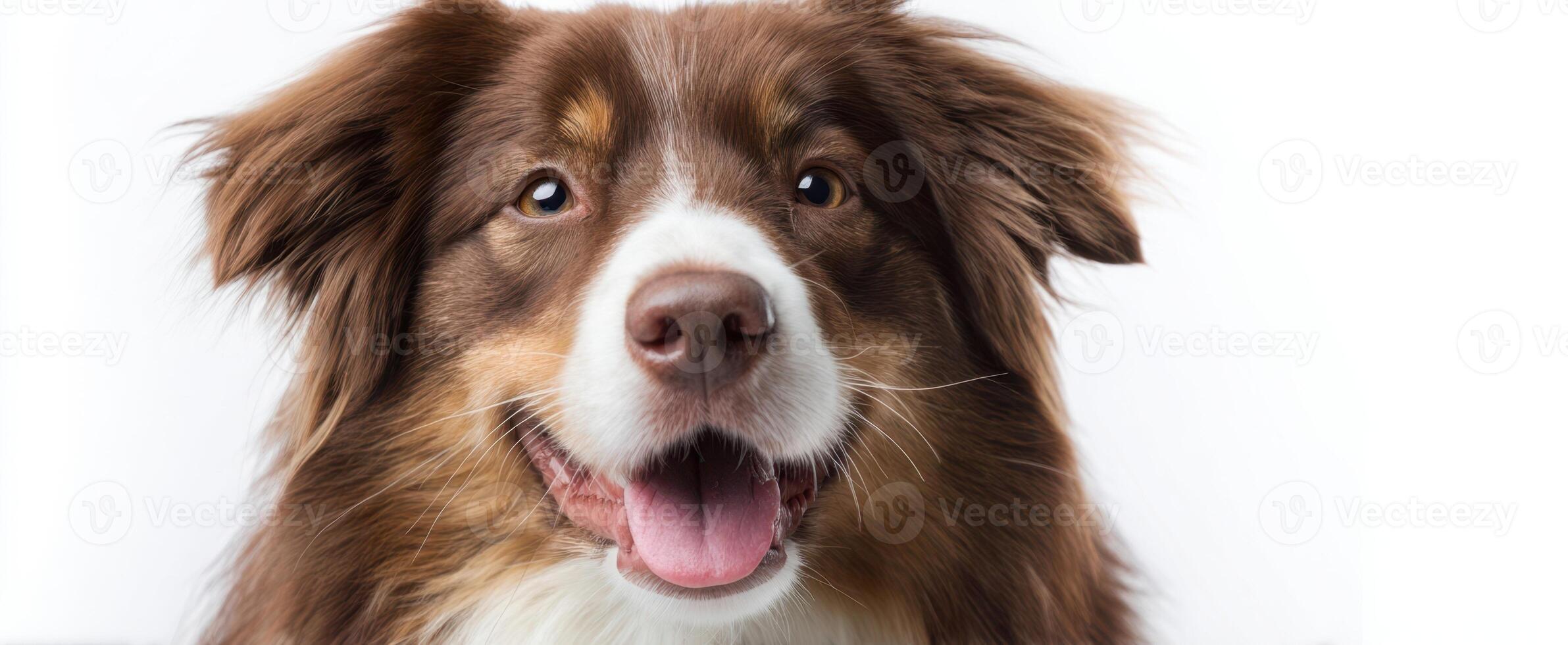 The happy border collie with a joyful expression in a studio setting. photo